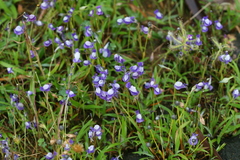 Utricularia reticulata